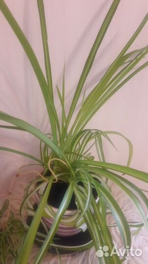 Хлорофитум кудрявый