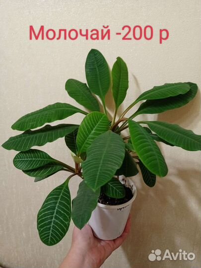 Комнатные цветы