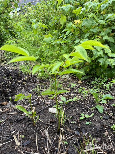 Саженцы ореха маньчжурского