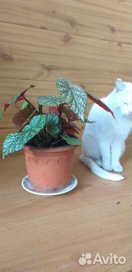 Красивый цветок