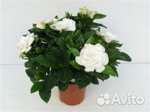 Гардения жасминовая