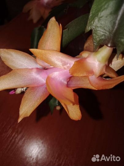 Кодиеум кротон,декабрист жёлтый