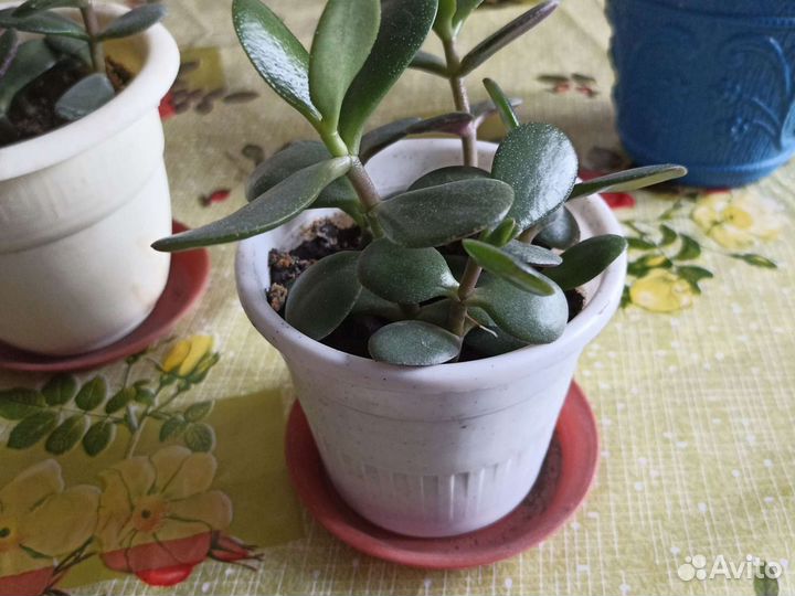 Толстянка, денежное дерево