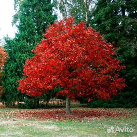 Дуб красный