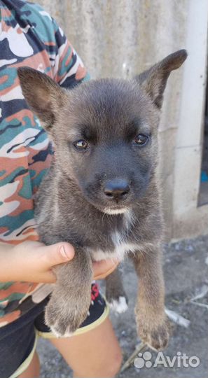 Продаю щенков