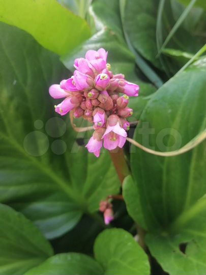 Участок 10 сот. (СНТ, ДНП)