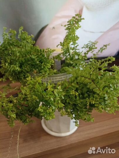 Папоротник