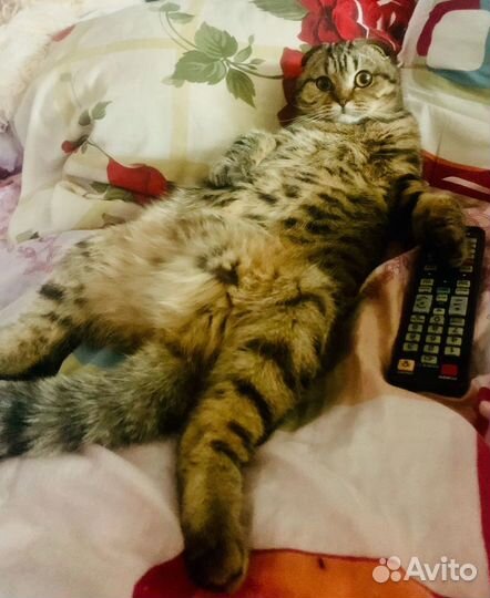 Нужен котик прямоухий шотландец/британец