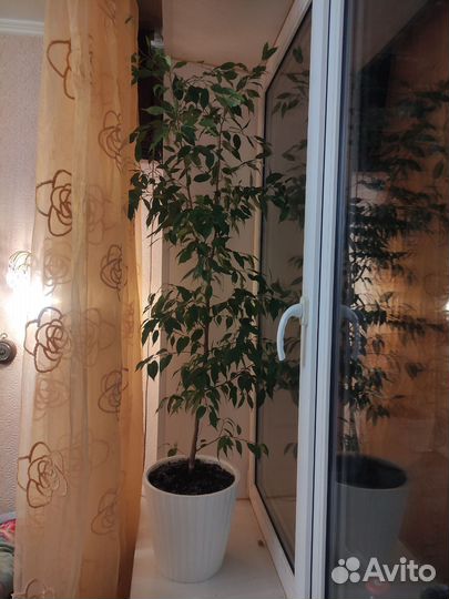 Фикус Бенджамина большой
