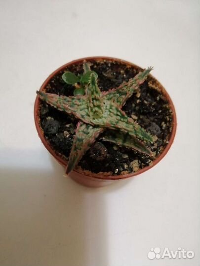 Алоэ, хавортия