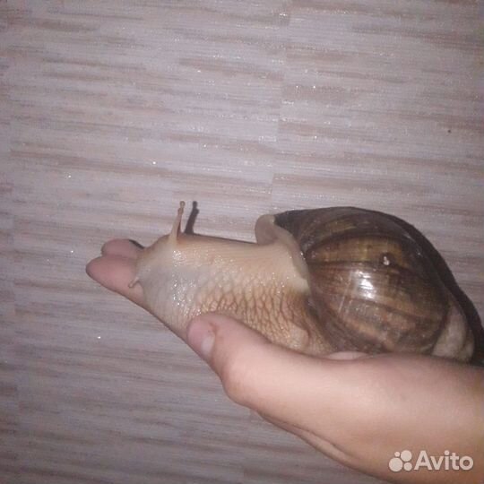 Улитки ахатины бесплатно