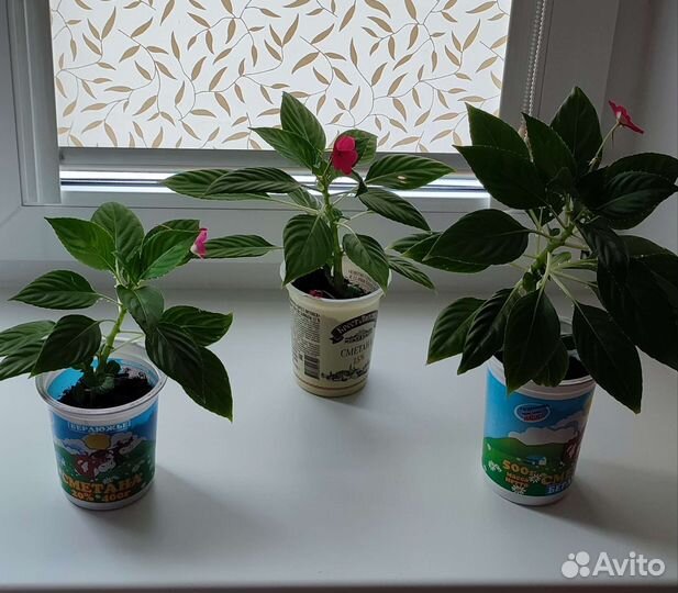 Продам укорененный черенок бальзамина