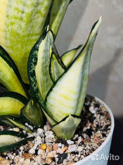 Сансевиерия Ханни Люсиль Полан