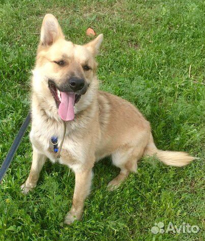 Собаки бесплатно