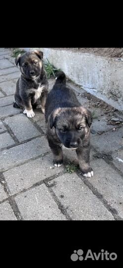 Отдам в добрые руки щенков