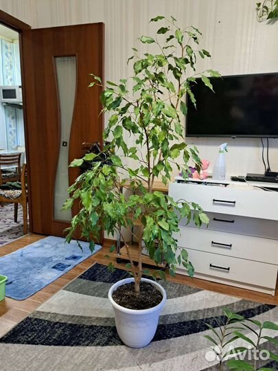 Фикус Бенджамина 150см