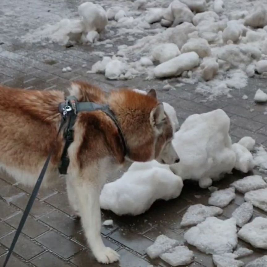 Собака в добрые руки