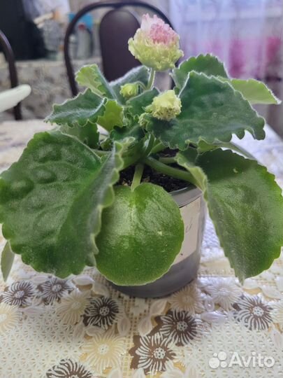 Лф-Яблочный зефир фиалка