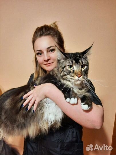 Стрижка, мытье, вычес котов, кошек без наркоза