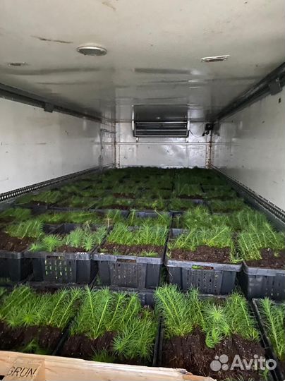 Зкс и окс Сосна Ель Лиственница сеянцы Голуб горн