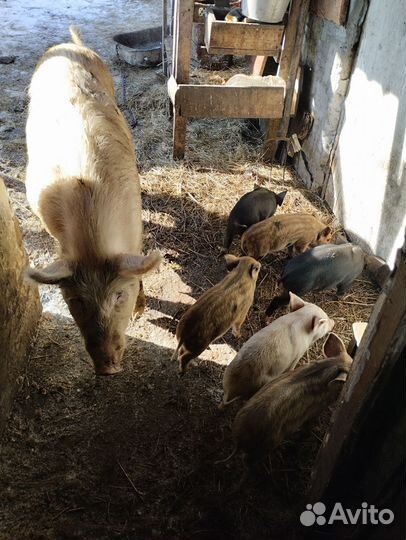 Поросята 2 месяца