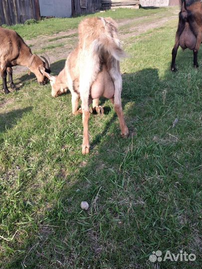 Дойные козы