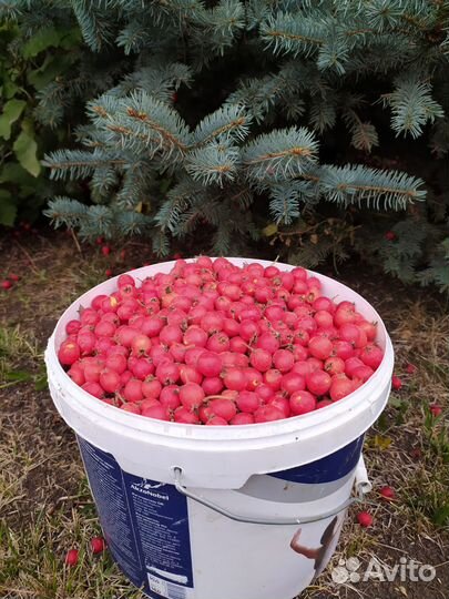 Боярышник ягода свежая