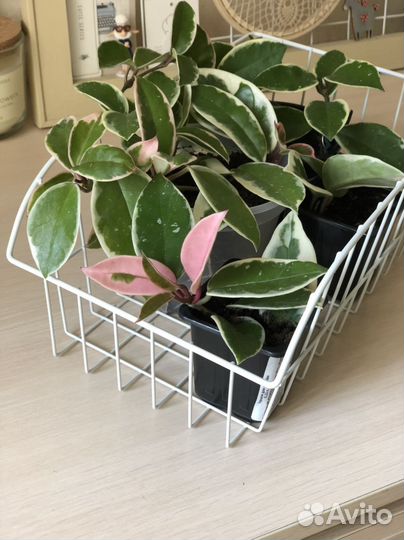 Хойя Кримсон Квин