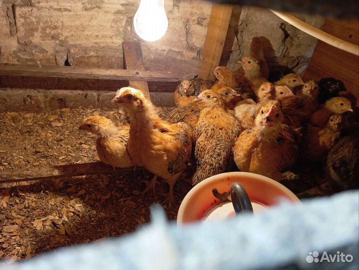 Цыплята месячные