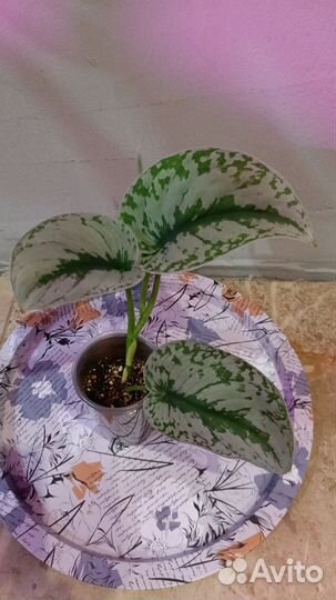 Комнатные растения цветы сциндапсус