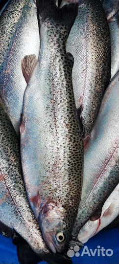 Форель янтарная, радужная