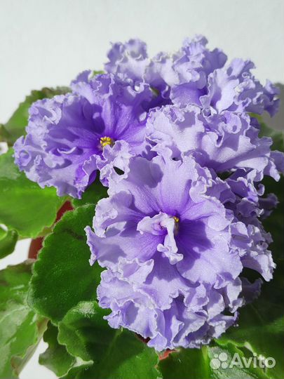 Сортовые фиалки