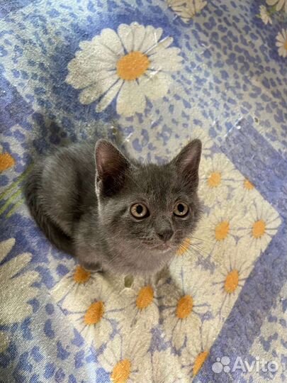 Котёнок британец в добрые руки