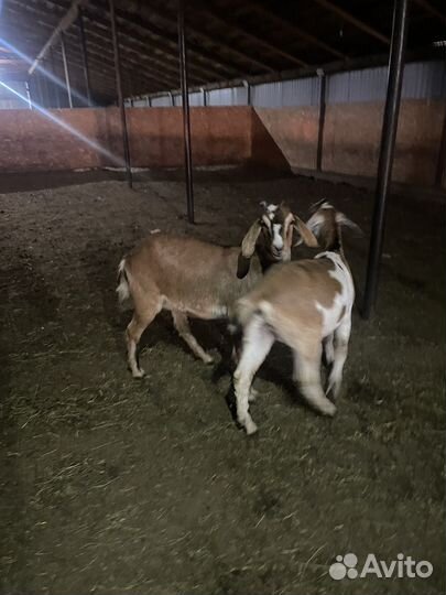 Нубийский козел и козочки