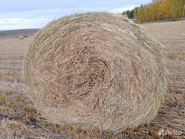 Сено (не обмолоченный овёс) в рулонах