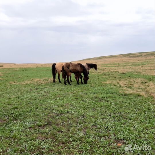 Продам лошадей,кобыл,жеребят