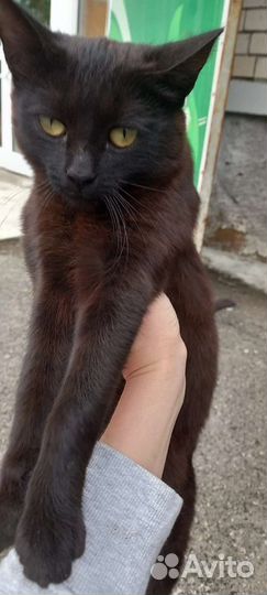 Кошечка ищет дом
