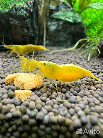 Желтый неон, Блю дрим, red fire