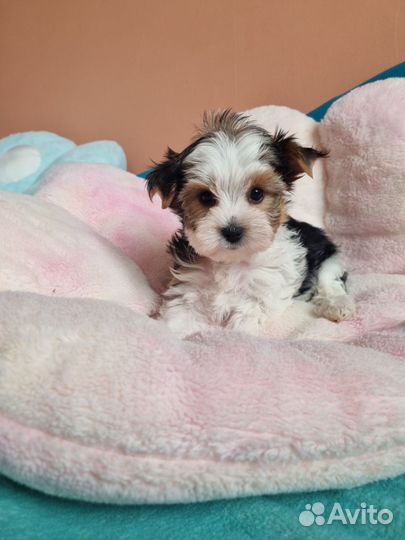 Девочка и мальчик бивер