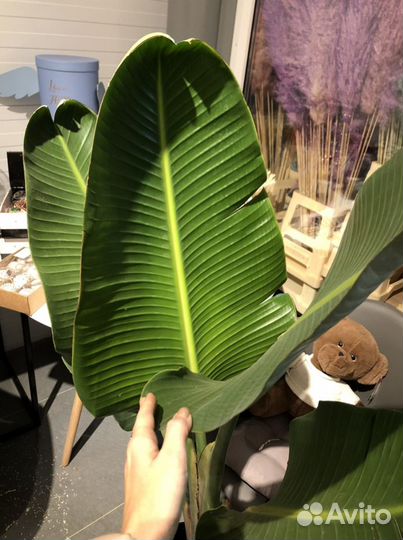 Стрелиция Николая Высота 130см под заказ