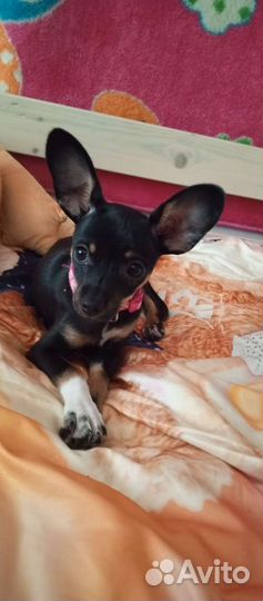 Вязка той-терьер девочка