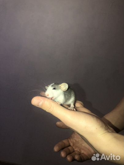 Индивидуальная передержка кошек и грызунов