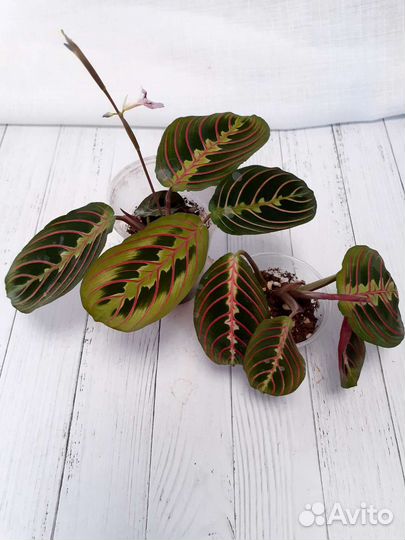 Маранта триколор, Керховена