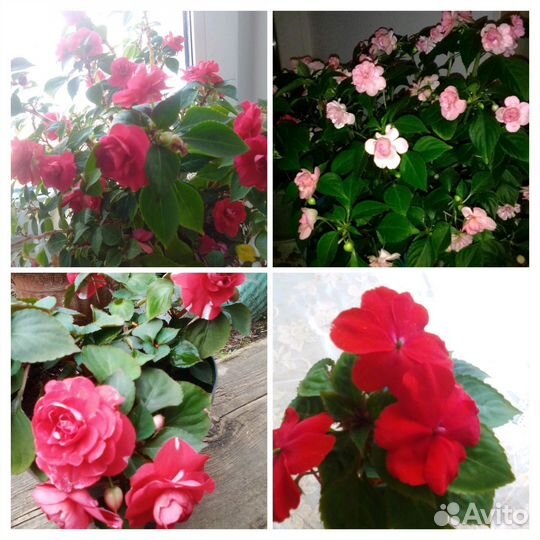 Хризантемы, Бальзамины,Строманта