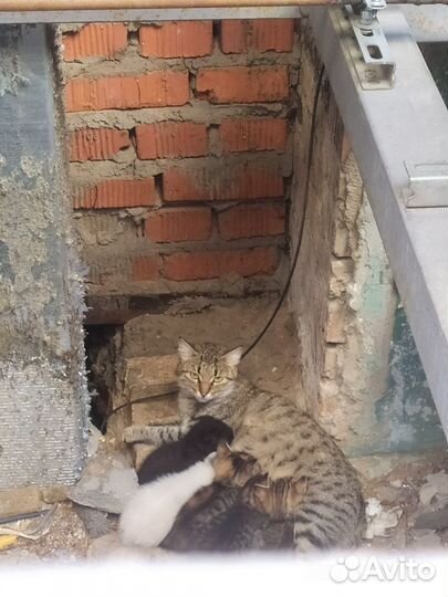 Кошка с котятами, передержка или дом