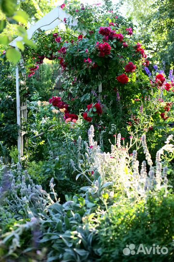 Многолетники для сада, с доставкой