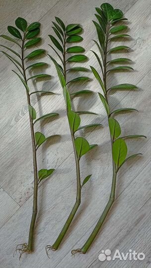 Замиокулькас