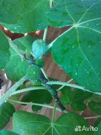 Инжир, карисса