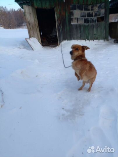 Отдам собачку в добрые руки