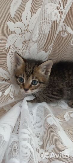Котята отдам бесплатно
